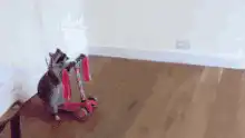 raccoon on pink scooter