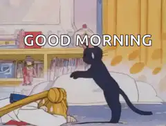 black cat says good morning