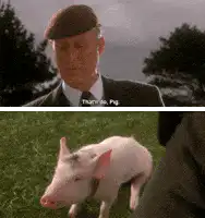 Thomas the Pig