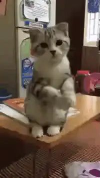 cat rubbing face with paw