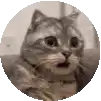 Shocked tabby cat face