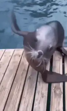 Sea lion dancing on dock
