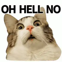Oh Hell No Cat