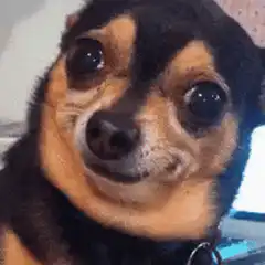 smug chihuahua face close-up
