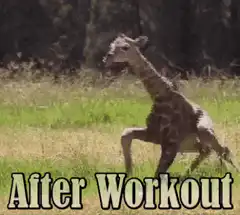 Baby giraffe wobbling after workout