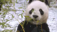 Panda eating bamboo in snow