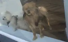Two dogs behind glass