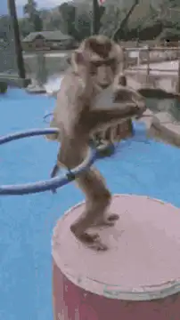 Monkey hula hooping on a drum