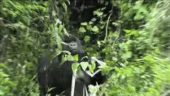 gorilla chewing leaves