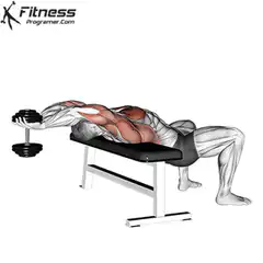 3D anatomy dumbbell pullover exercise