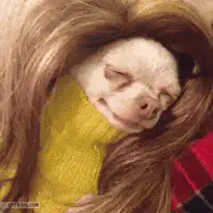 Chihuahua in wig and sweater