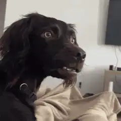 Shocked black dog wide eyes