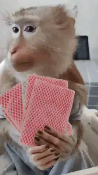 Monkey playing cards