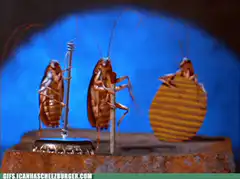 cocktails with cockroaches