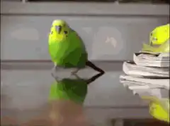 Green parakeet watches explosion