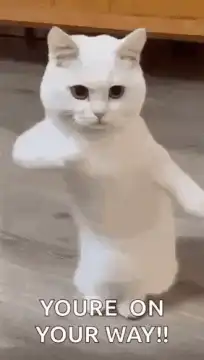 Dancing white cat