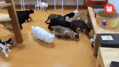 Cats playing and running around a room