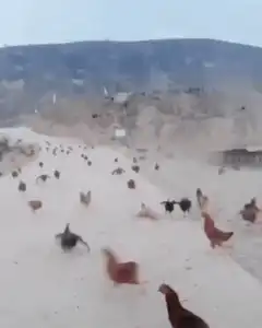 chickens running on a road