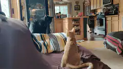 Orange cat jumps on black cat