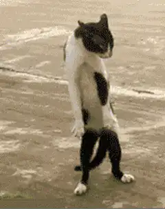 cat with human legs dancing