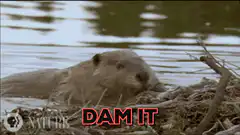 Beaver dam it meme