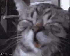 Cat sneezing and shaking head