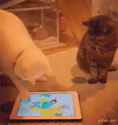 white cat taps tablet screen