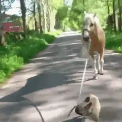 Small dog walking a horse on a leash