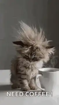Sleepy kitten with messy hair next to coffee