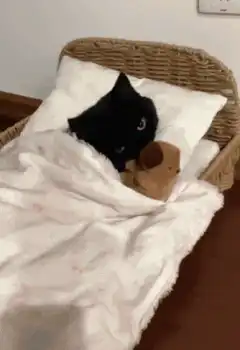 Black cat tucked into bed with toy
