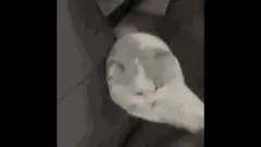 Cat peeking from behind couch