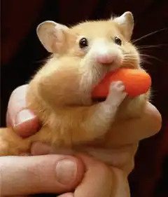 hamster eating carrot
