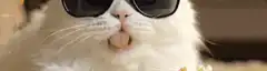 cool cat eating popcorn