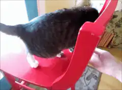 cat stuck in red chair