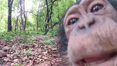 Chimpanzee licking camera lens