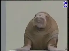 Walrus raising flipper