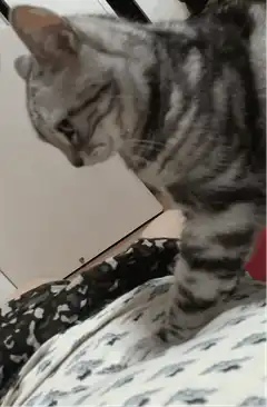 Silver tabby cat walking on patterned blanket