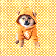 Shiba Inu in Bitcoin hoodie