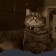 Cat zooming in and out