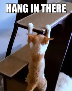 Cat hanging on cat tree