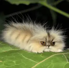 Grumpy cat caterpillar eating leaf