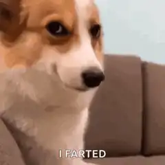 Corgi dog smugly says I farted