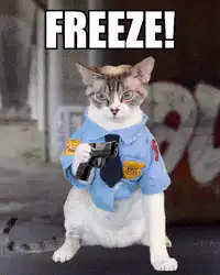 Police Cat Says Freeze