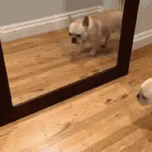 French bulldog sees itself in mirror