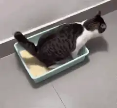 cat flips over litter box