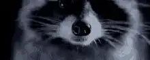 Raccoon head tilt