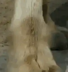 close-up of lion paws
