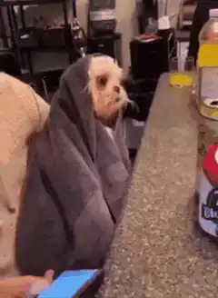 wet dog wrapped in towel