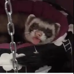 ferret sticking tongue out