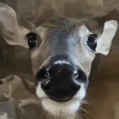 Close-up of a cute deer face
